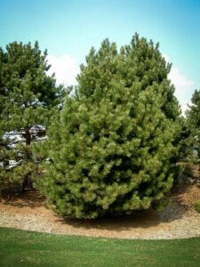 Сосна Чёрная (Pinus Nigra) купить по цене от 270.00р. в интернет-магазине «Посадика» с доставкой почтой в в Городищее и по всей России – [изображение №1].