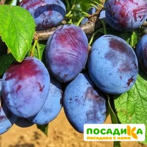 Слива Чачакская ранняя купить по цене от 229.00р. в интернет-магазине «Посадика» с доставкой почтой в в Городищее и по всей России – [изображение №1].