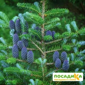 Пихта корейская (Abies koreana) купить по цене от 450.00р. в интернет-магазине «Посадика» с доставкой почтой в в Городищее и по всей России – [изображение №1].