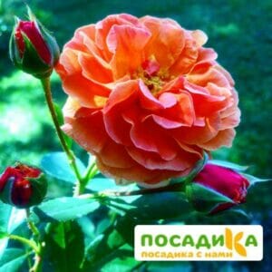 Роза Арабия купить по цене от 350.00р. в интернет-магазине «Посадика» с доставкой почтой в в Городищее и по всей России – [изображение №1].