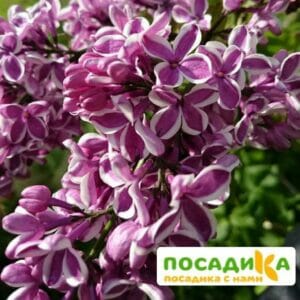 Сирень Сенсация купить по цене от 529.00р. в интернет-магазине «Посадика» с доставкой почтой в в Городищее и по всей России – [изображение №1].