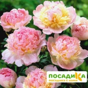 Пион Распберри Сандей (Paeonia Raspberry Sundae) купить по цене от 959р. в интернет-магазине «Посадика» с доставкой почтой в в Городищее и по всей России – [изображение №1].