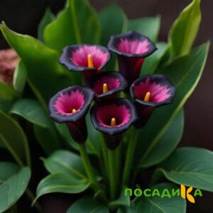Калла Аура Лейс купить по цене от 400р. в интернет-магазине «Посадика» с доставкой почтой в в Городищее и по всей России – [изображение №1].