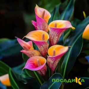 Калла Оникс купить по цене от 450р. в интернет-магазине «Посадика» с доставкой почтой в в Городищее и по всей России – [изображение №1].