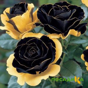 Роза Ханни Сикл купить по цене от 700р. в интернет-магазине «Посадика» с доставкой почтой в в Городищее и по всей России – [изображение №1].