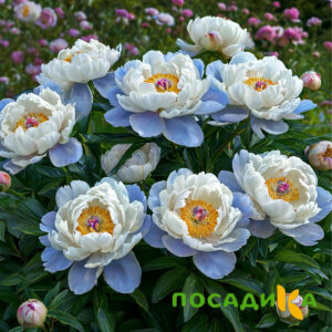 Пион акварельный Этюд купить по цене от 806р. в интернет-магазине «Посадика» с доставкой почтой в в Городищее и по всей России – [изображение №1].
