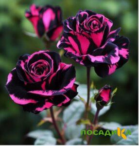 Роза Багровый Шепот купить по цене от 366р. в интернет-магазине «Посадика» с доставкой почтой в в Городищее и по всей России – [изображение №1].