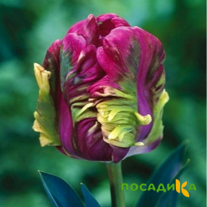 Тюльпан Экзотик Хэвен купить по цене от 186р. в интернет-магазине «Посадика» с доставкой почтой в в Городищее и по всей России – [изображение №1].