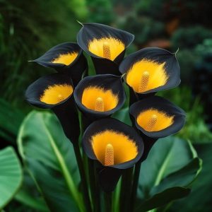 Калла Легато купить по цене от 620р. в интернет-магазине «Посадика» с доставкой почтой в в Городищее и по всей России – [изображение №1].