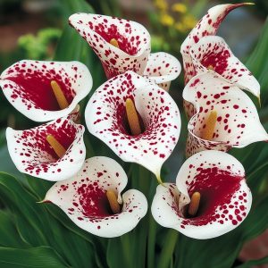 Калла Эмпайр купить по цене от 302р. в интернет-магазине «Посадика» с доставкой почтой в в Городищее и по всей России – [изображение №1].