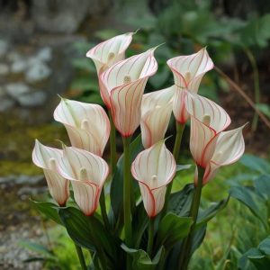 Калла Глейшер купить по цене от 299р. в интернет-магазине «Посадика» с доставкой почтой в в Городищее и по всей России – [изображение №1].