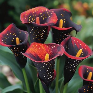 Калла Нуар купить по цене от 299р. в интернет-магазине «Посадика» с доставкой почтой в в Городищее и по всей России – [изображение №1].