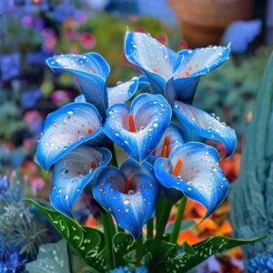 Калла Портрейт купить по цене от 292р. в интернет-магазине «Посадика» с доставкой почтой в в Городищее и по всей России – [изображение №1].