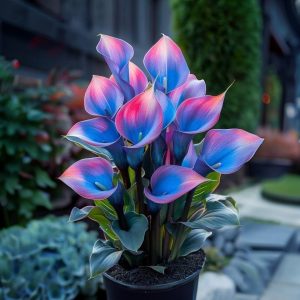 Калла Импрессия купить по цене от 590р. в интернет-магазине «Посадика» с доставкой почтой в в Городищее и по всей России – [изображение №1].