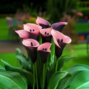 Калла Энигма купить по цене от 291р. в интернет-магазине «Посадика» с доставкой почтой в в Городищее и по всей России – [изображение №1].