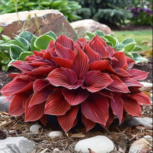 Хоста Малыш Шедевр купить по цене от 421р. в интернет-магазине «Посадика» с доставкой почтой в в Городищее и по всей России – [изображение №1].