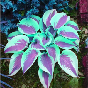 Хоста Висперин Бьюти купить по цене от 379р. в интернет-магазине «Посадика» с доставкой почтой в в Городищее и по всей России – [изображение №1].