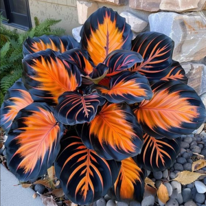 Хоста Сикрет Форест купить по цене от 601р. в интернет-магазине «Посадика» с доставкой почтой в в Городищее и по всей России – [изображение №1].