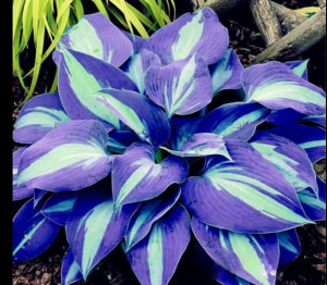 Хоста Аурелия купить по цене от 450р. в интернет-магазине «Посадика» с доставкой почтой в в Городищее и по всей России – [изображение №1].